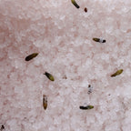 Himalayan Bath Salt Blend — Relax (Lavendel) — 500g